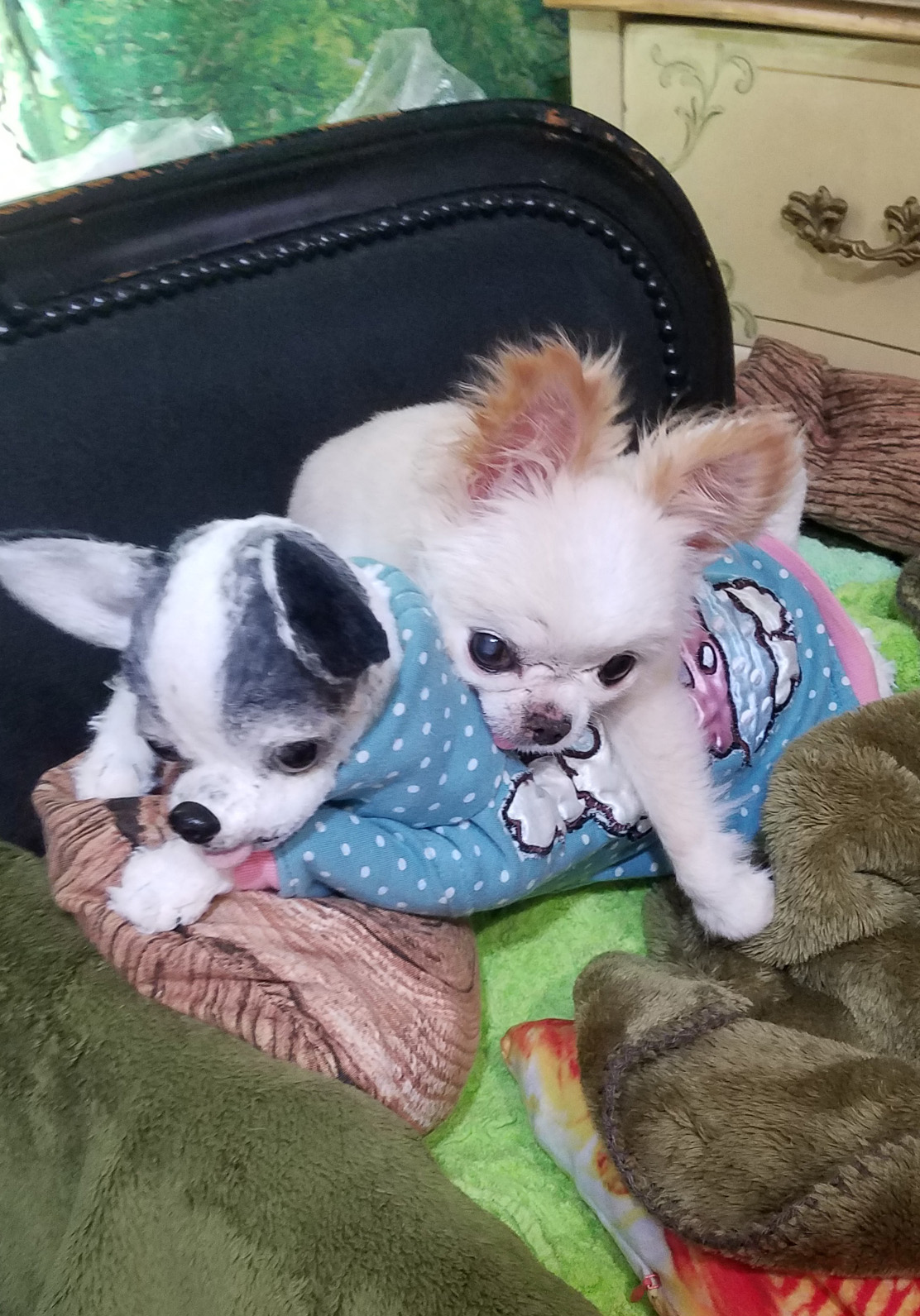 Kazuko Ogawa �S�X���� �S�V�b�N �����[�^ �f�U�C�i�[