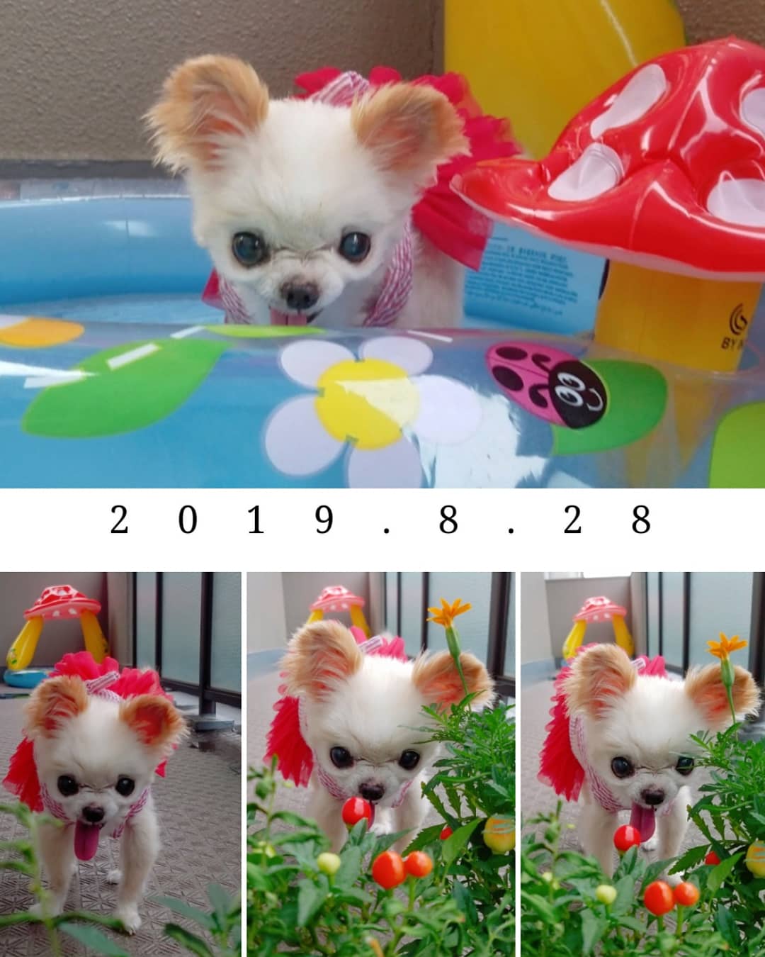 Kazuko Ogawa �S�X���� �S�V�b�N �����[�^ �f�U�C�i�[