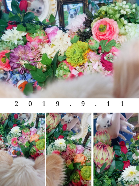 Kazuko Ogawa �S�X���� �S�V�b�N �����[�^ �f�U�C�i�[