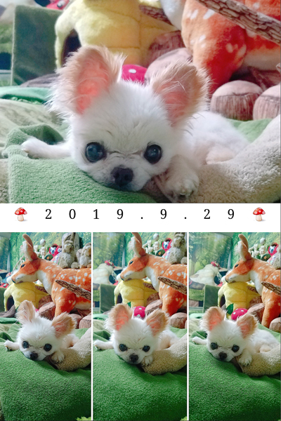 Kazuko Ogawa �S�X���� �S�V�b�N �����[�^ �f�U�C�i�[