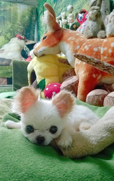 Kazuko Ogawa �S�X���� �S�V�b�N �����[�^ �f�U�C�i�[