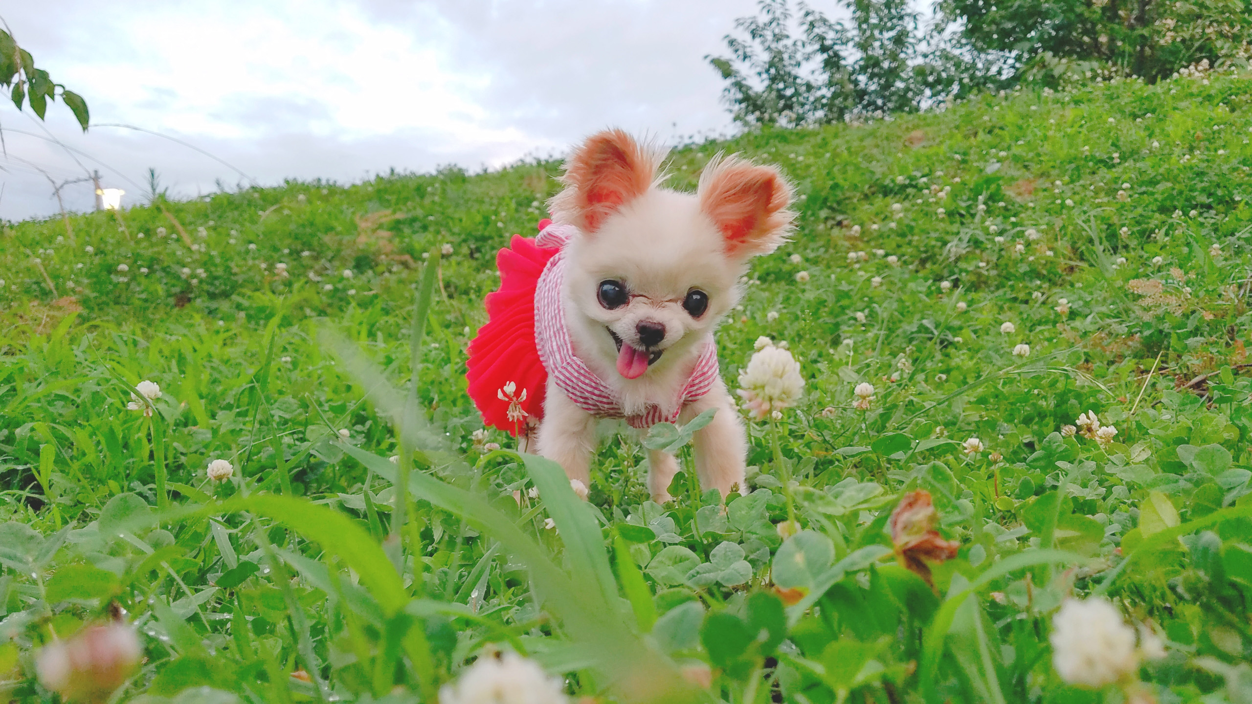 Kazuko Ogawa �S�X���� �S�V�b�N �����[�^ �f�U�C�i�[