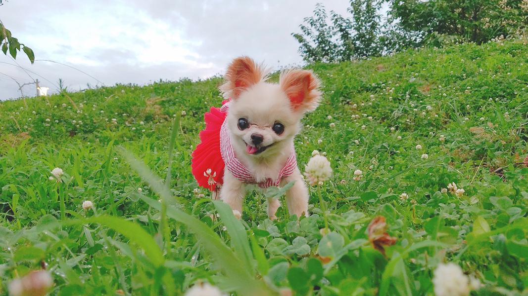 Kazuko Ogawa �S�X���� �S�V�b�N �����[�^ �f�U�C�i�[