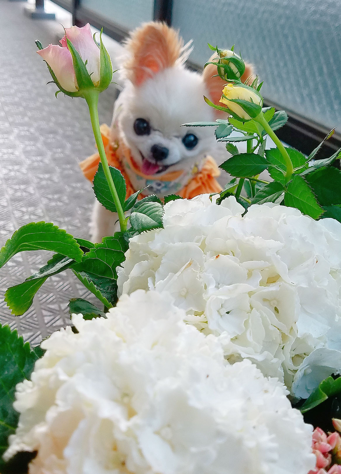 Kazuko Ogawa �S�X���� �S�V�b�N �����[�^ �f�U�C�i�[