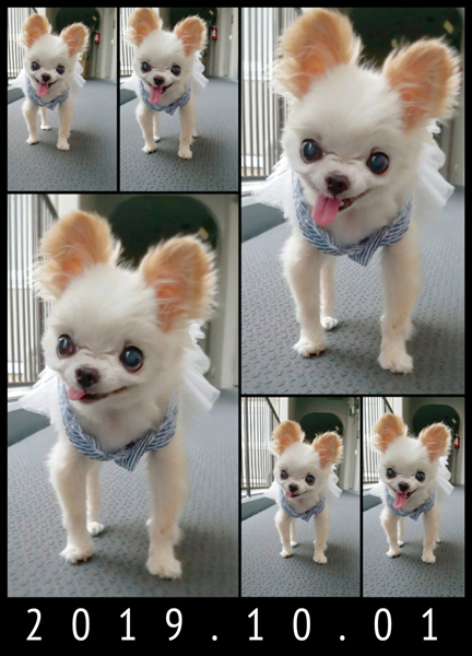 Kazuko Ogawa �S�X���� �S�V�b�N �����[�^ �f�U�C�i�[