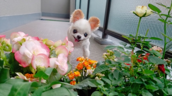 Kazuko Ogawa �S�X���� �S�V�b�N �����[�^ �f�U�C�i�[