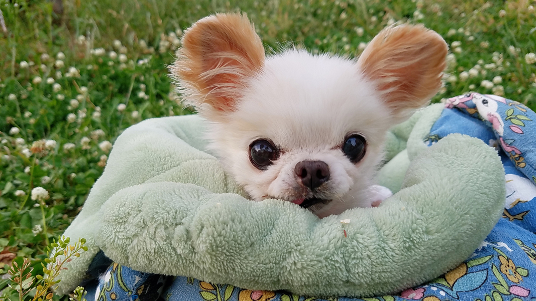 Kazuko Ogawa �S�X���� �S�V�b�N �����[�^ �f�U�C�i�[