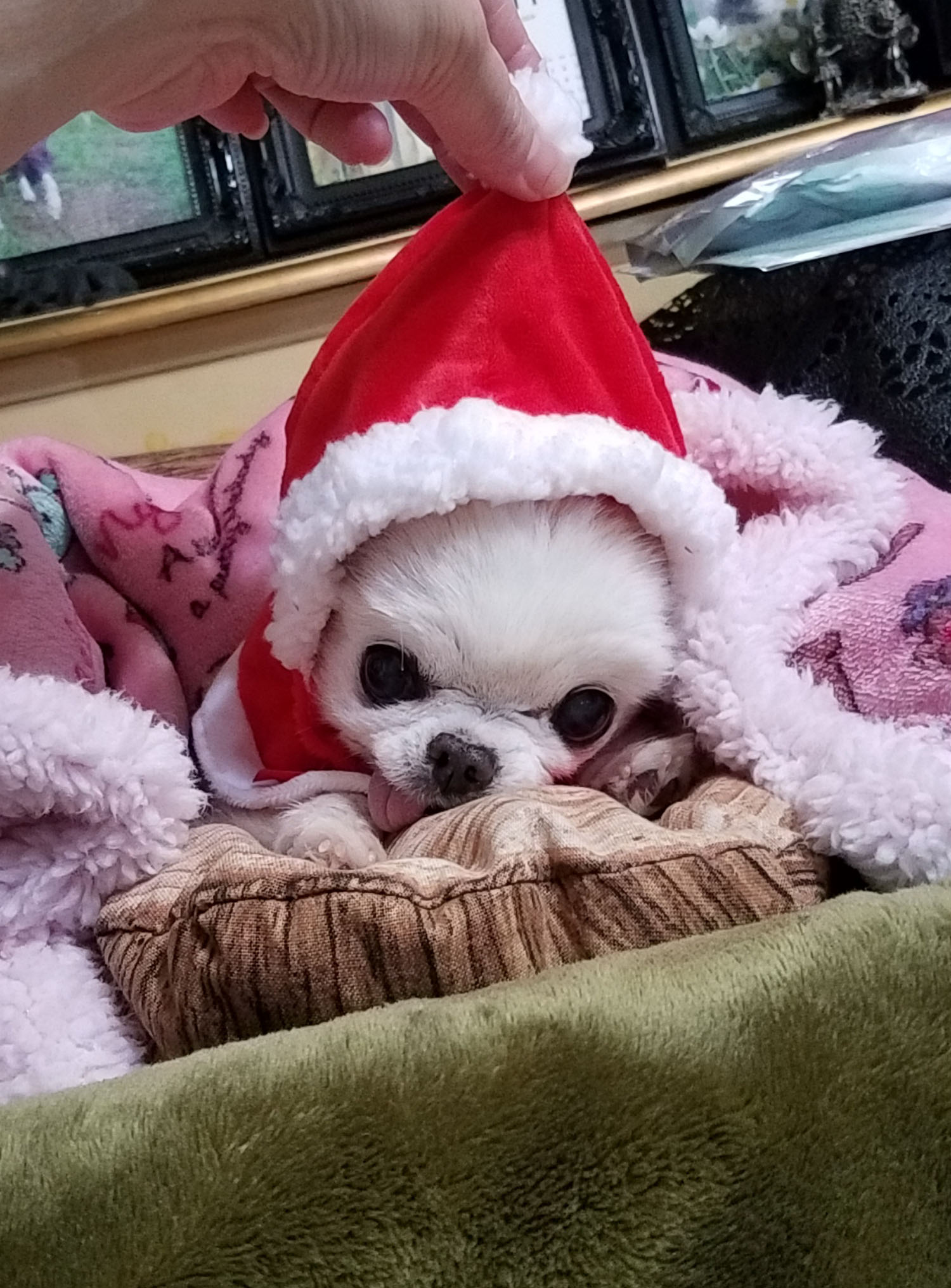 Kazuko Ogawa �S�X���� �S�V�b�N �����[�^ �f�U�C�i�[