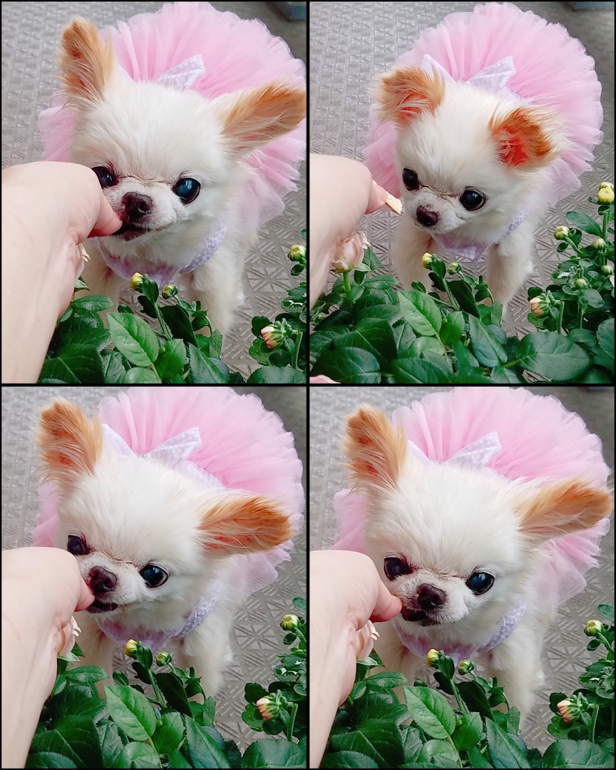 Kazuko Ogawa �S�X���� �S�V�b�N �����[�^ �f�U�C�i�[