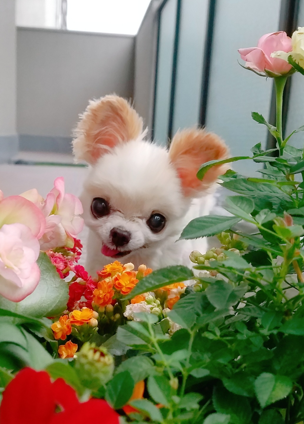 Kazuko Ogawa �S�X���� �S�V�b�N �����[�^ �f�U�C�i�[