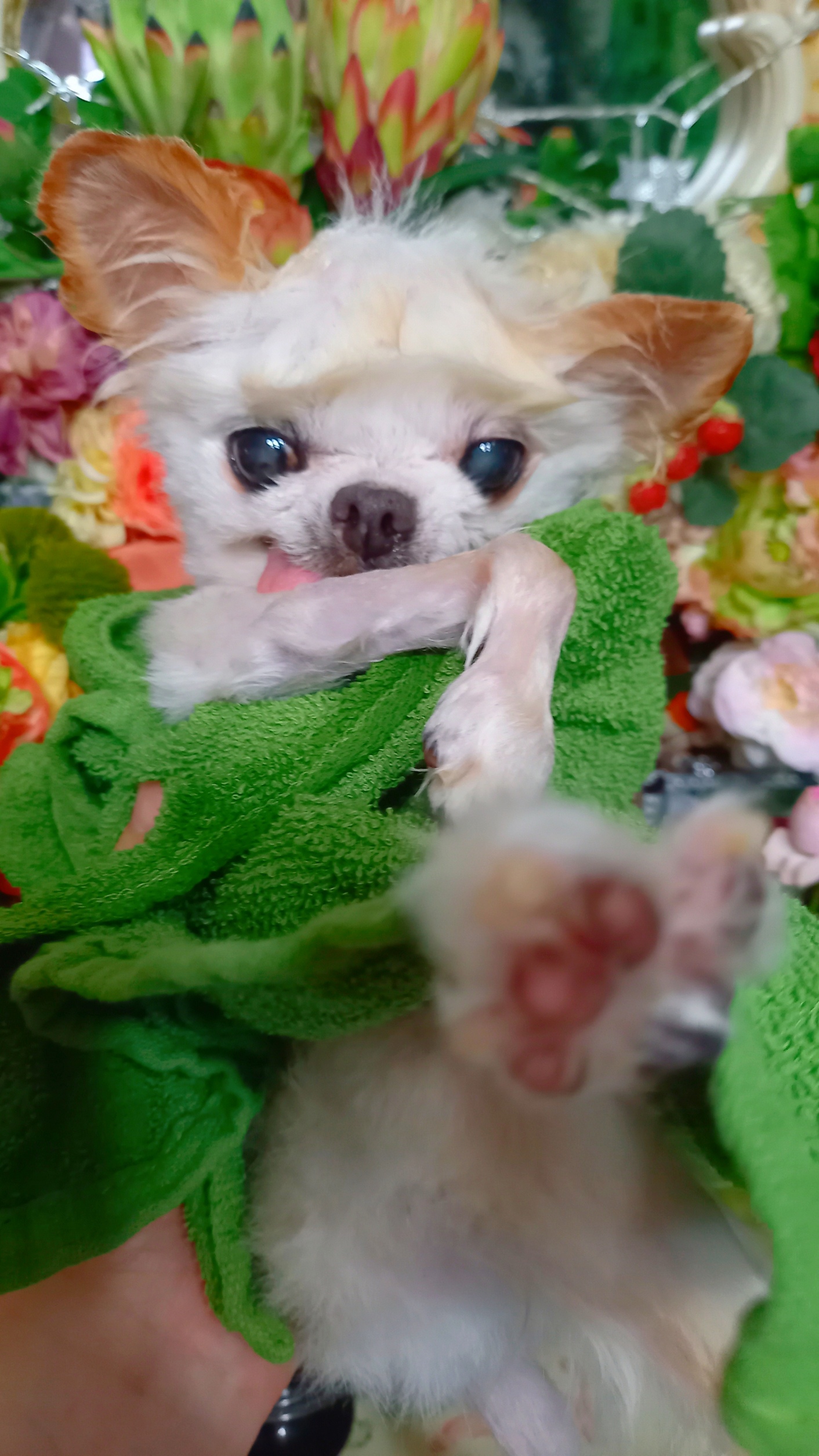 Kazuko Ogawa �S�X���� �S�V�b�N �����[�^ �f�U�C�i�[