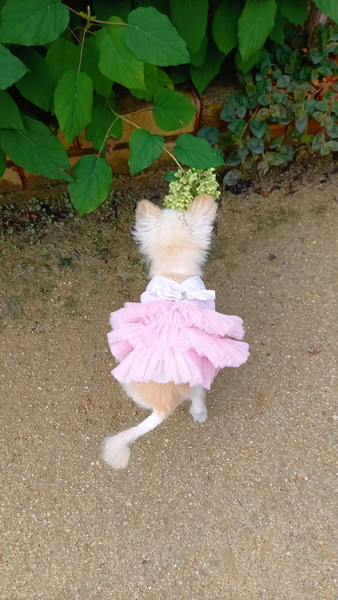 Kazuko Ogawa �S�X���� �S�V�b�N �����[�^ �f�U�C�i�[