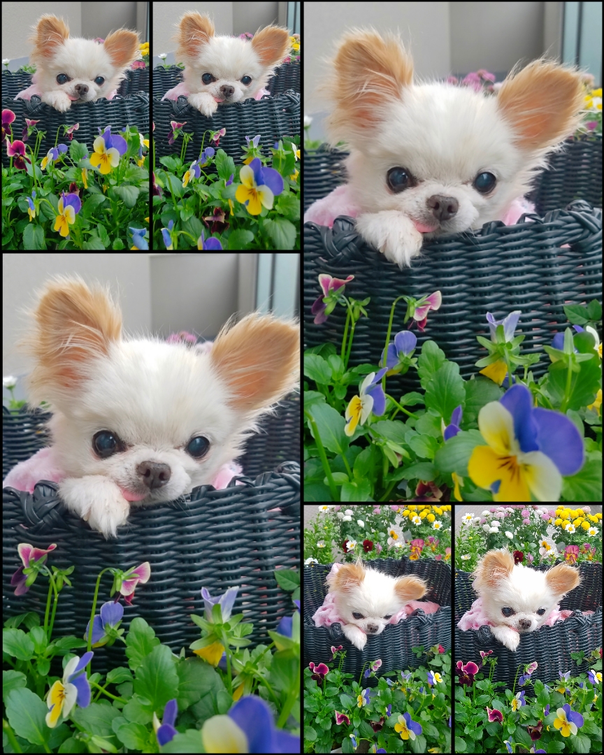 Kazuko Ogawa �S�X���� �S�V�b�N �����[�^ �f�U�C�i�[