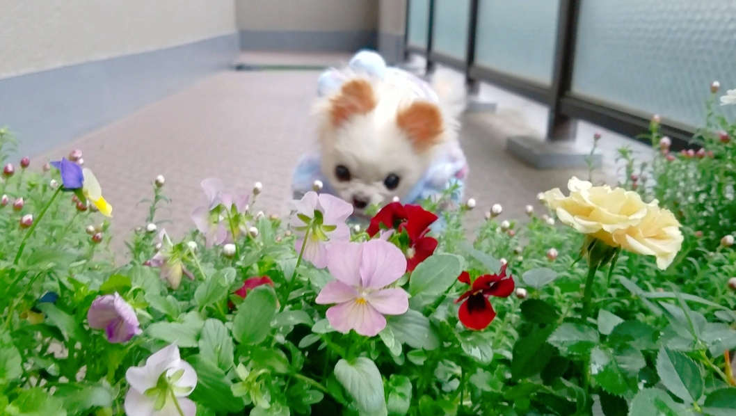 Kazuko Ogawa �S�X���� �S�V�b�N �����[�^ �f�U�C�i�[