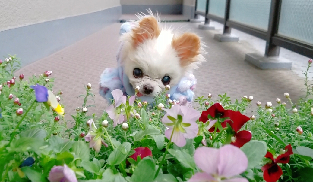 Kazuko Ogawa �S�X���� �S�V�b�N �����[�^ �f�U�C�i�[