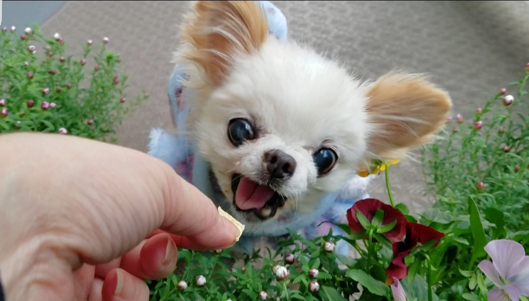 Kazuko Ogawa �S�X���� �S�V�b�N �����[�^ �f�U�C�i�[