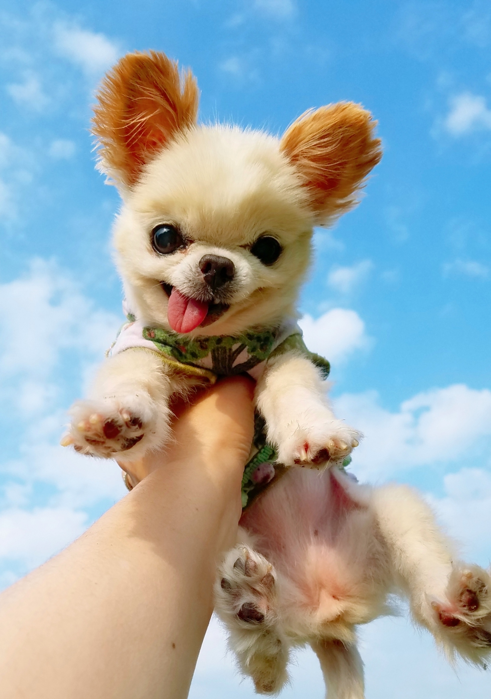 Kazuko Ogawa �S�X���� �S�V�b�N �����[�^ �f�U�C�i�[