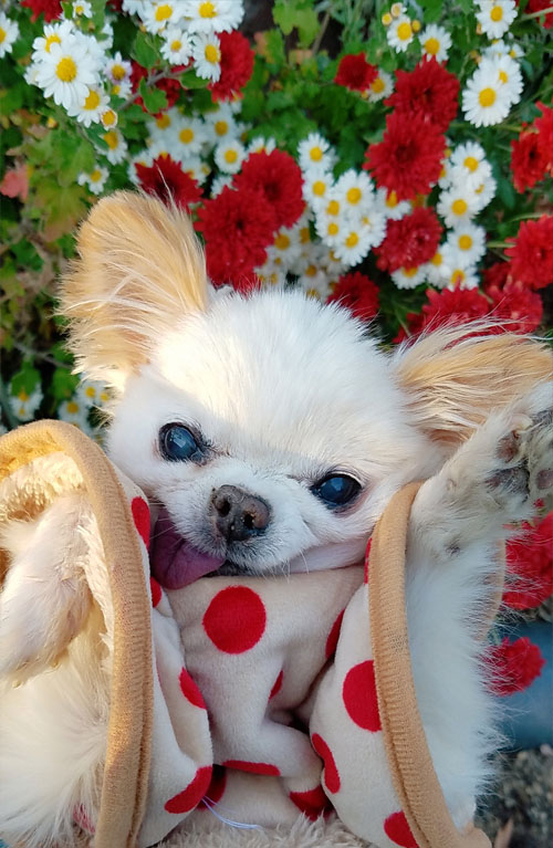 Kazuko Ogawa �S�X���� �S�V�b�N �����[�^ �f�U�C�i�[