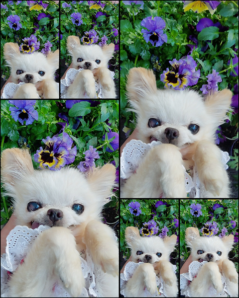 Kazuko Ogawa �S�X���� �S�V�b�N �����[�^ �f�U�C�i�[