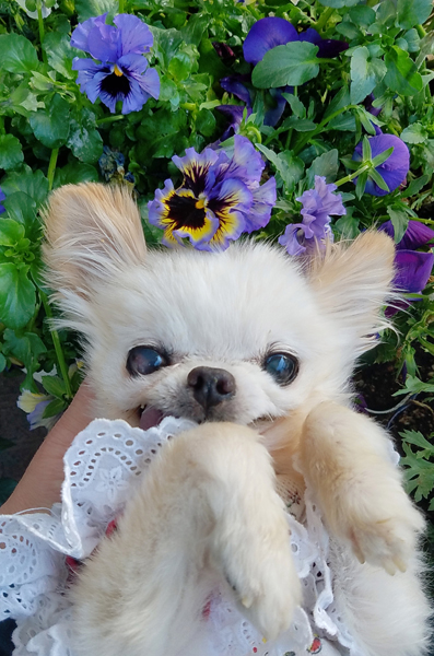 Kazuko Ogawa �S�X���� �S�V�b�N �����[�^ �f�U�C�i�[