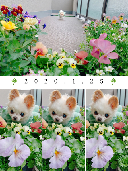 Kazuko Ogawa �S�X���� �S�V�b�N �����[�^ �f�U�C�i�[