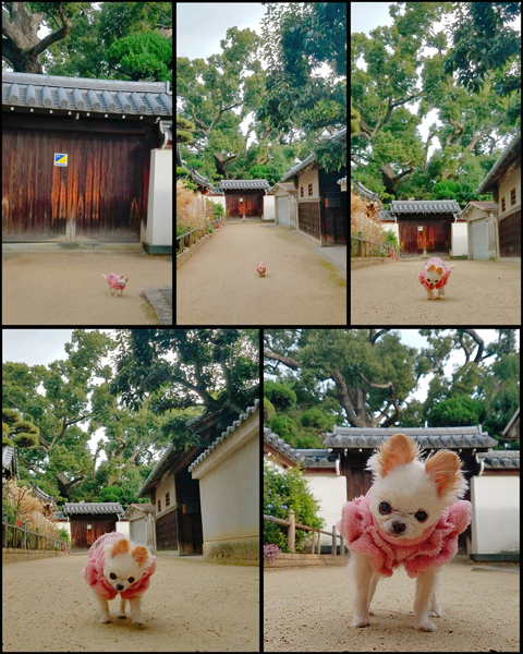 Kazuko Ogawa �S�X���� �S�V�b�N �����[�^ �f�U�C�i�[