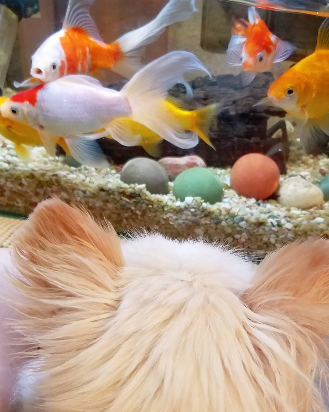 Kazuko Ogawa �S�X���� �S�V�b�N �����[�^ �f�U�C�i�[