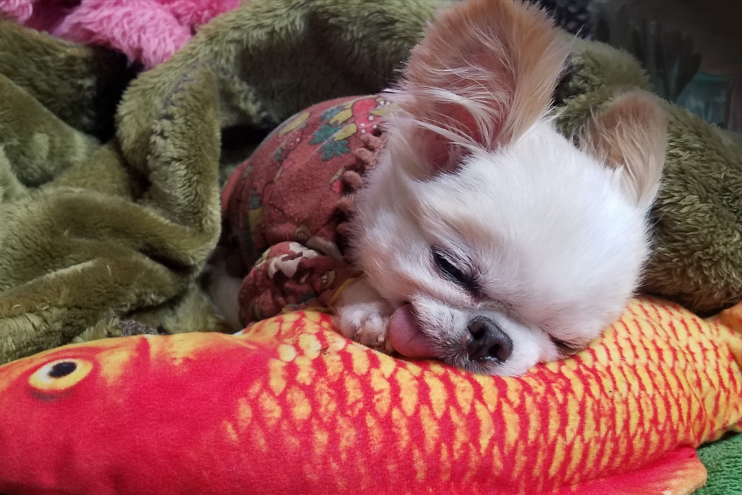 Kazuko Ogawa �S�X���� �S�V�b�N �����[�^ �f�U�C�i�[