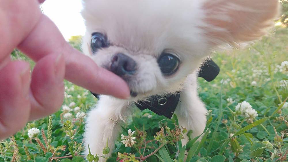 Kazuko Ogawa �S�X���� �S�V�b�N �����[�^ �f�U�C�i�[