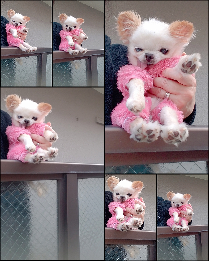 Kazuko Ogawa �S�X���� �S�V�b�N �����[�^ �f�U�C�i�[