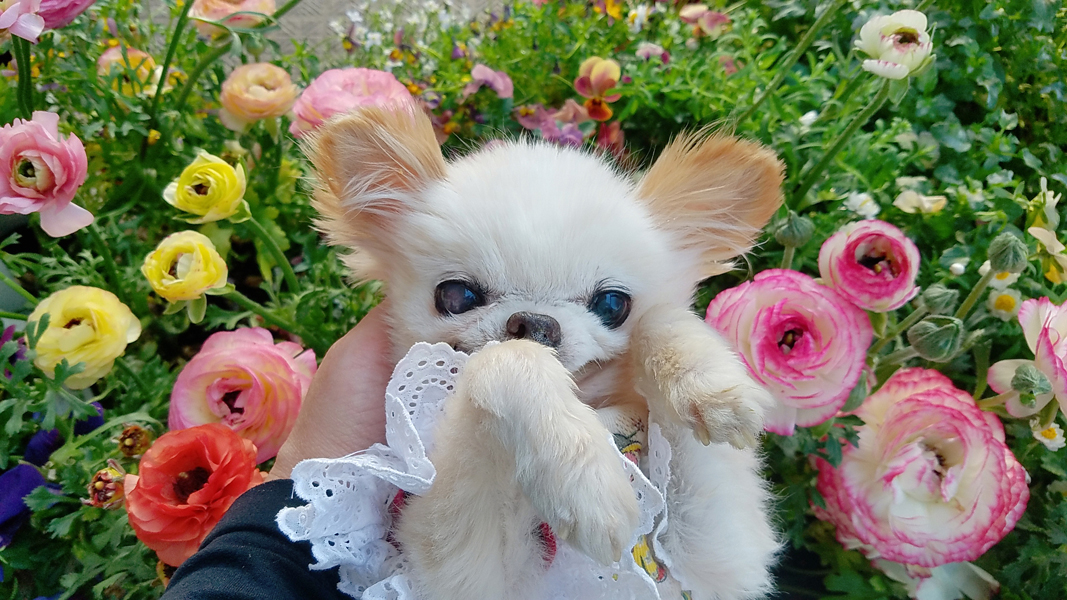 Kazuko Ogawa �S�X���� �S�V�b�N �����[�^ �f�U�C�i�[