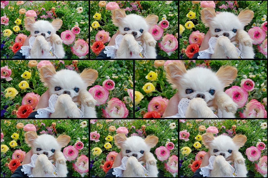 Kazuko Ogawa �S�X���� �S�V�b�N �����[�^ �f�U�C�i�[