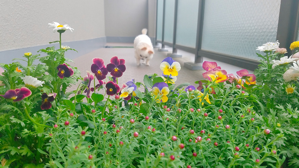 Kazuko Ogawa �S�X���� �S�V�b�N �����[�^ �f�U�C�i�[