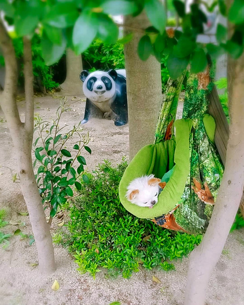 Kazuko Ogawa �S�X���� �S�V�b�N �����[�^ �f�U�C�i�[