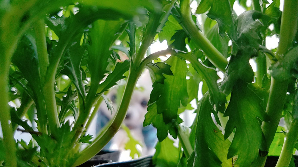 Kazuko Ogawa �S�X���� �S�V�b�N �����[�^ �f�U�C�i�[