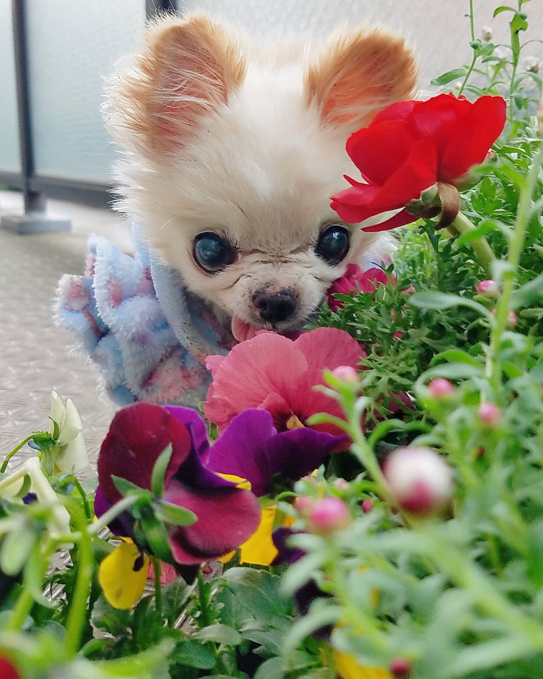 Kazuko Ogawa �S�X���� �S�V�b�N �����[�^ �f�U�C�i�[