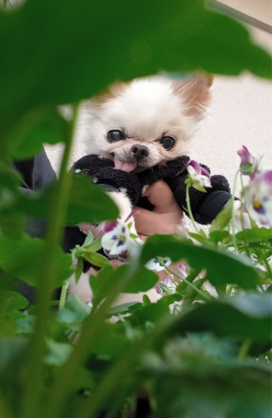 Kazuko Ogawa �S�X���� �S�V�b�N �����[�^ �f�U�C�i�[