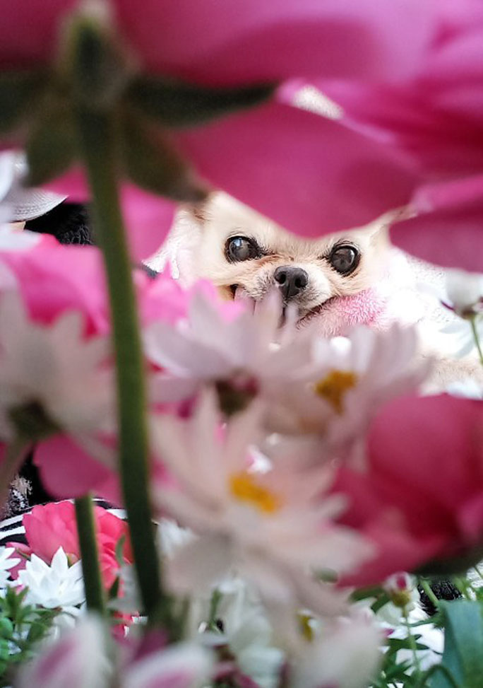 Kazuko Ogawa �S�X���� �S�V�b�N �����[�^ �f�U�C�i�[