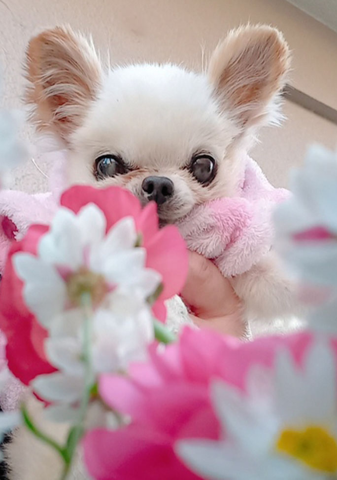 Kazuko Ogawa �S�X���� �S�V�b�N �����[�^ �f�U�C�i�[