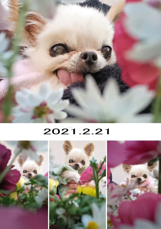 Kazuko Ogawa �S�X���� �S�V�b�N �����[�^ �f�U�C�i�[