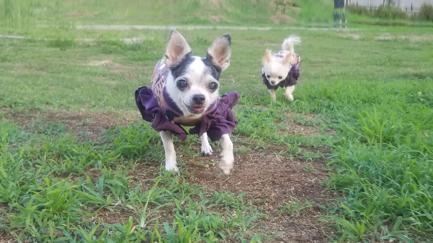 Kazuko Ogawa �S�X���� �S�V�b�N �����[�^ �f�U�C�i�[