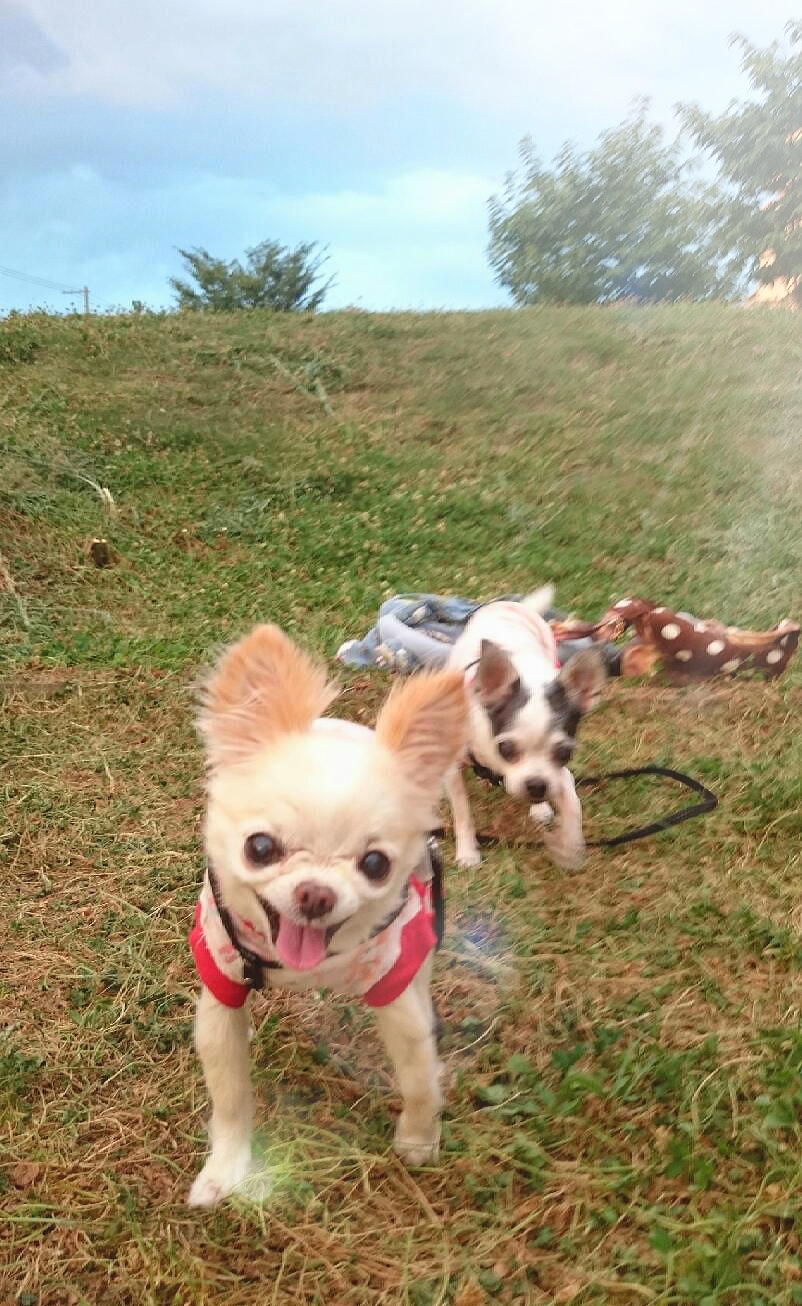 Kazuko Ogawa �S�X���� �S�V�b�N �����[�^ �f�U�C�i�[