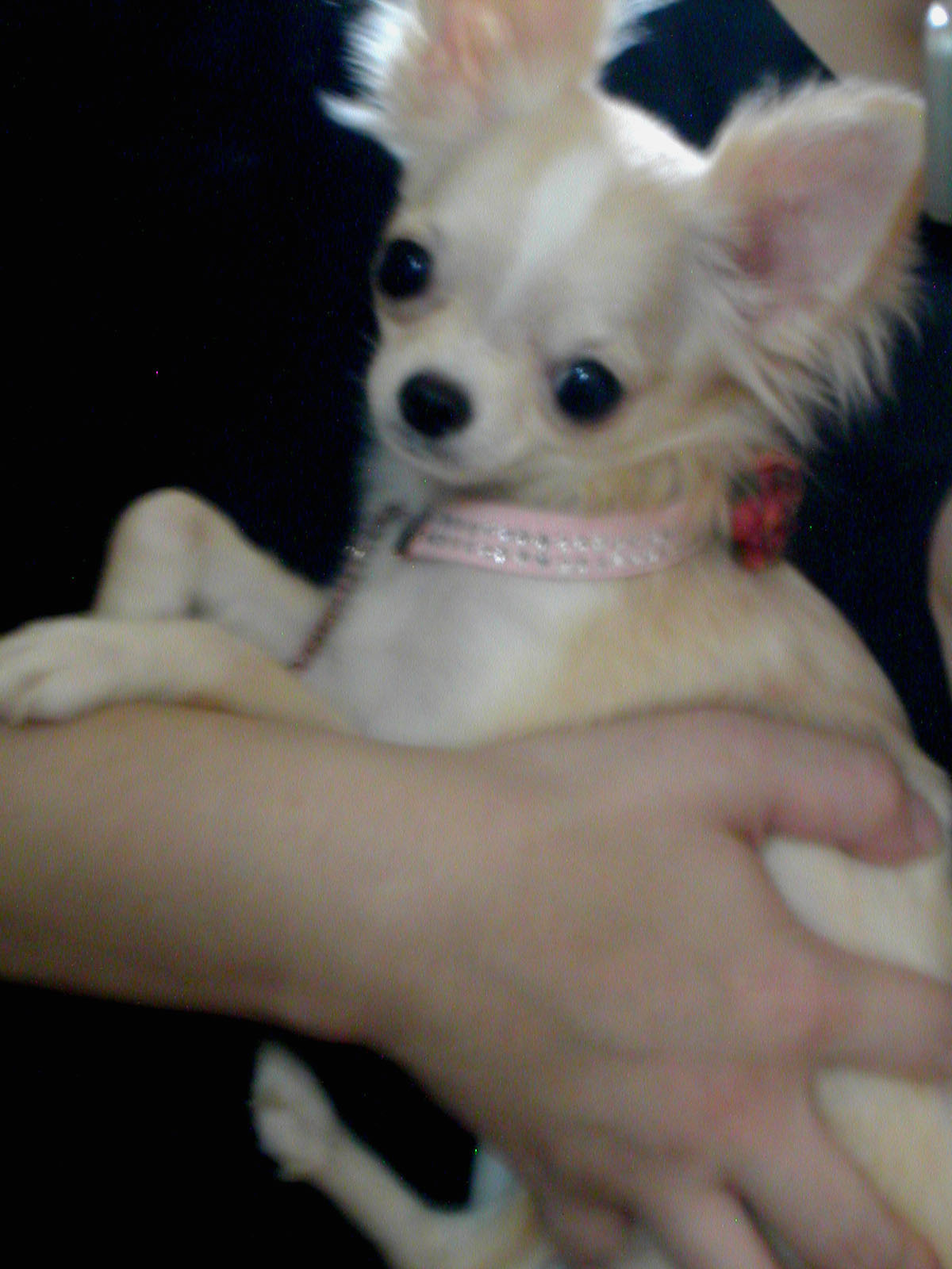 Kazuko Ogawa �S�X���� �S�V�b�N �����[�^ �f�U�C�i�[