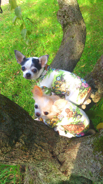 Kazuko Ogawa �S�X���� �S�V�b�N �����[�^ �f�U�C�i�[