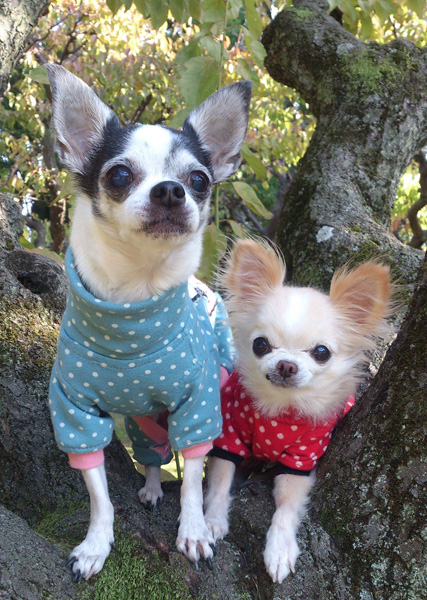 Kazuko Ogawa �S�X���� �S�V�b�N �����[�^ �f�U�C�i�[