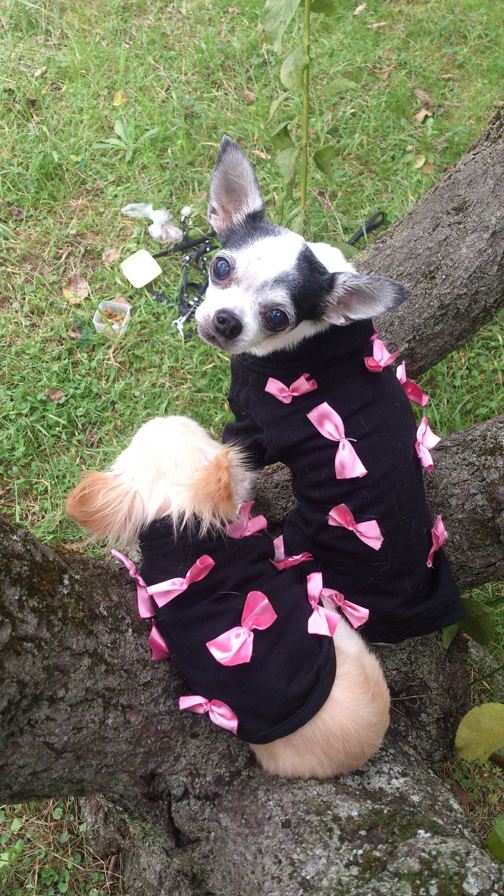 Kazuko Ogawa �S�X���� �S�V�b�N �����[�^ �f�U�C�i�[