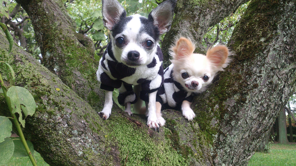 Kazuko Ogawa �S�X���� �S�V�b�N �����[�^ �f�U�C�i�[