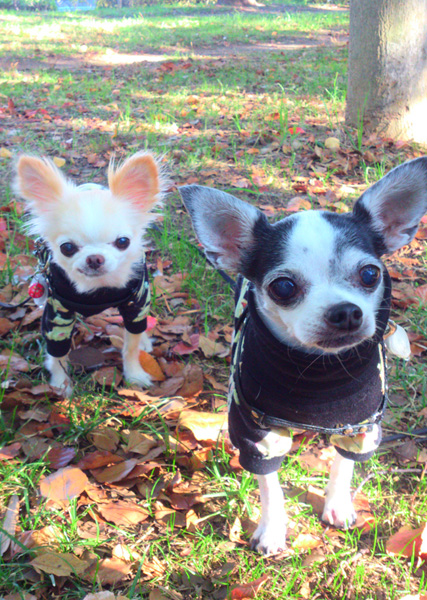 Kazuko Ogawa �S�X���� �S�V�b�N �����[�^ �f�U�C�i�[