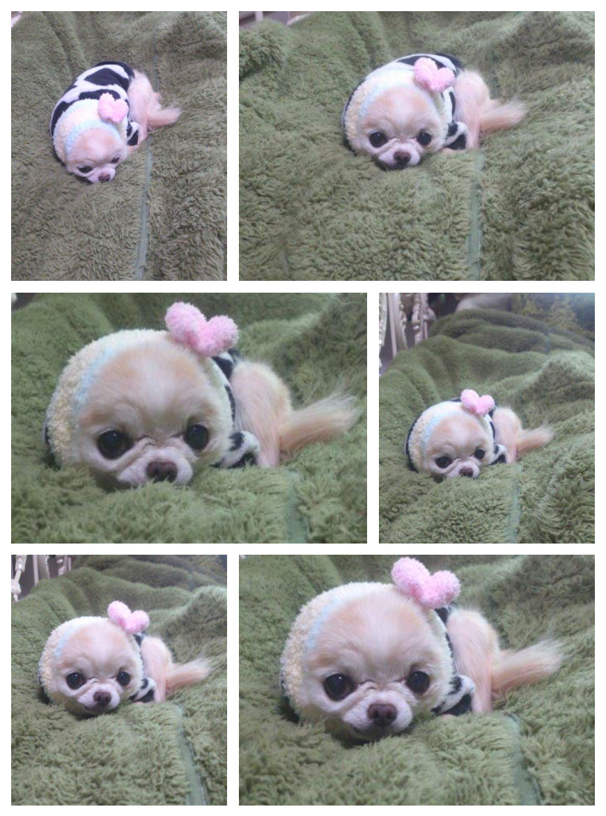 Kazuko Ogawa �S�X���� �S�V�b�N �����[�^ �f�U�C�i�[