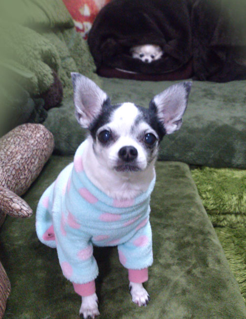 Kazuko Ogawa �S�X���� �S�V�b�N �����[�^ �f�U�C�i�[